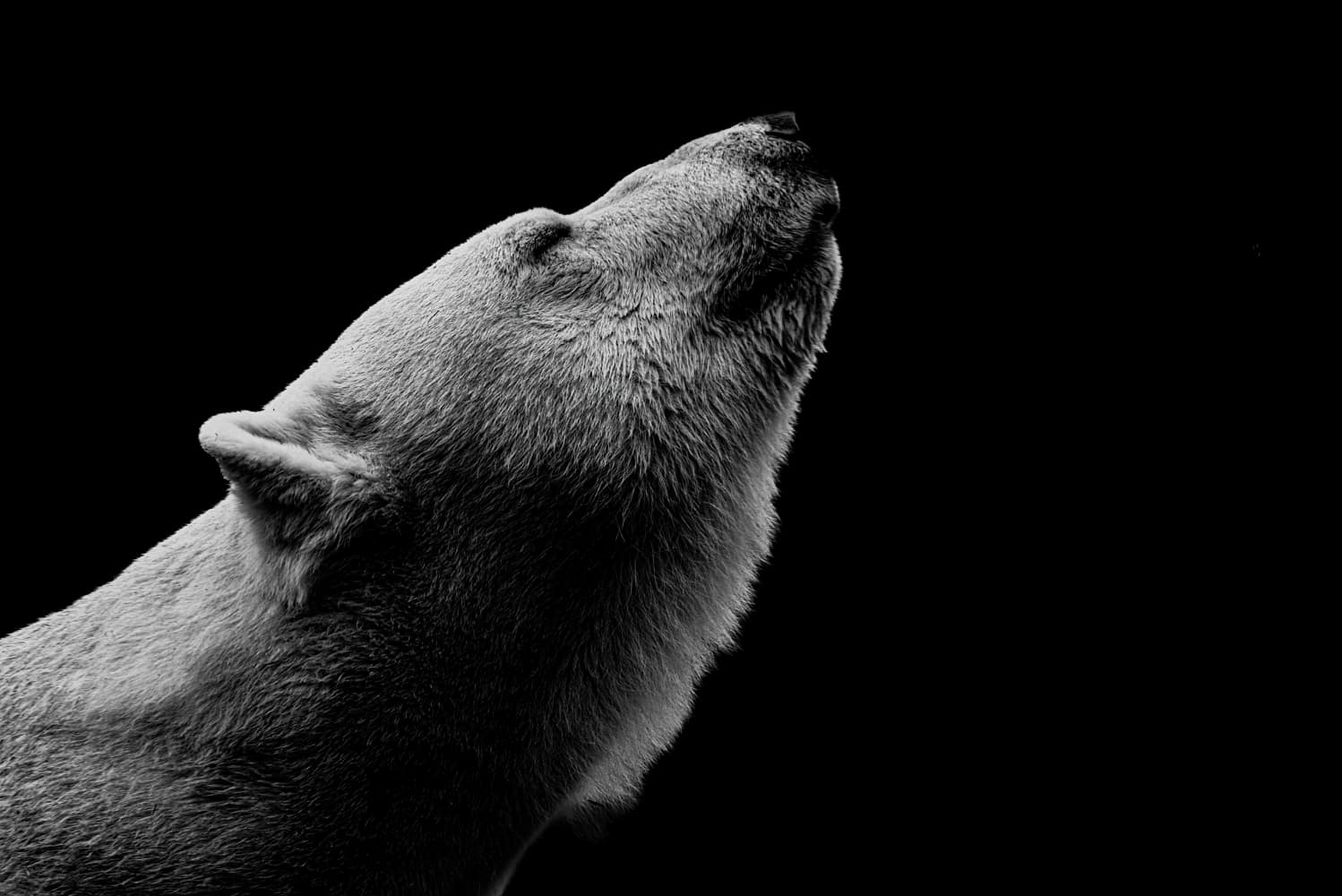 PolarBear