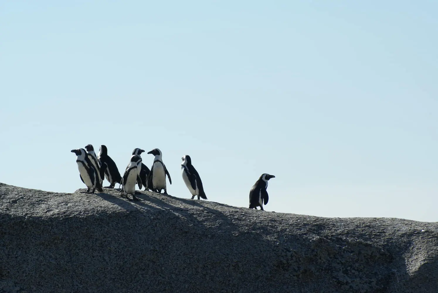 Penguin-apecs